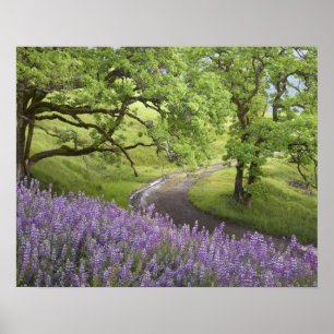 Poster USA, Californie, Redwood National Park. Jetée