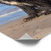 Poster USA, Californie. Terre-Neuve assis (Coin)