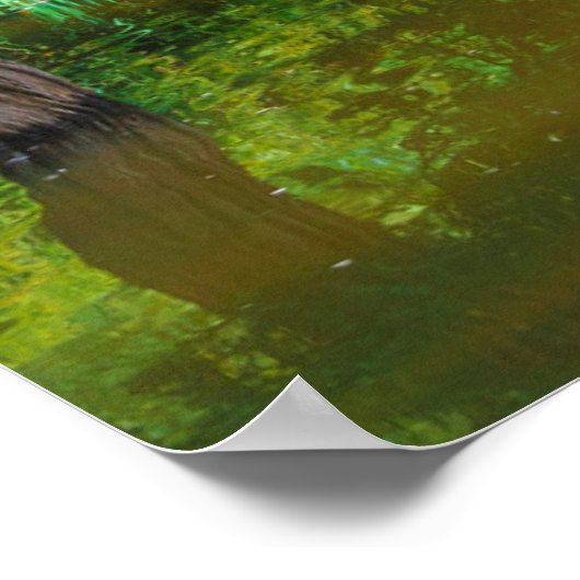 Poster USA, Californie. Vue D'Un Étang (Coin)