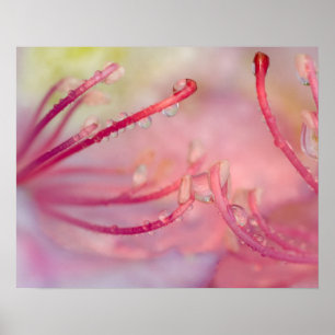 Poster USA, Caroline du Nord. Rhododendron Catawba avec