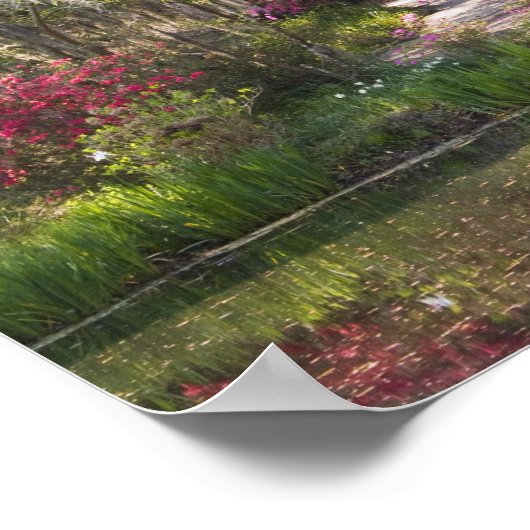 Poster USA, Caroline du Sud, Charleston. Cypress Trees 2 (Coin)