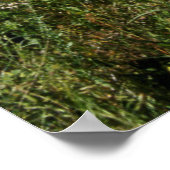 Poster USA, Colorado, Boulder. Flatirons et pavots (Coin)