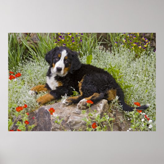 Poster USA, Colorado, Breckenridge. Bernese (Devant)