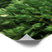 Poster USA, Colorado, Crested Butte. Pépites et lupines (Coin)