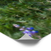 Poster USA, Colorado. Lupines and split rail fence (Coin)