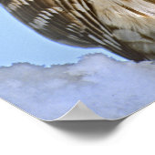 Poster USA, Colorado. Portrait de chouette barrée perché (Coin)