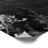 Poster USA, Floride, Great Egret (Ardea alba) infrarouge  (Coin)