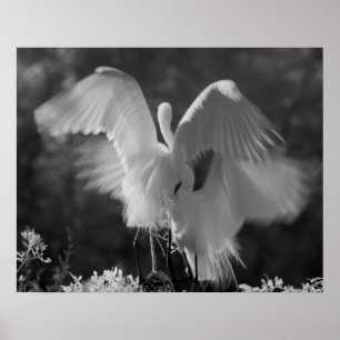 Poster USA, Floride, Great Egret (Ardea alba) infrarouge