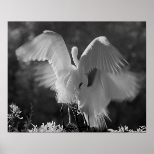 Poster USA, Floride, Great Egret (Ardea alba) infrarouge  (Devant)