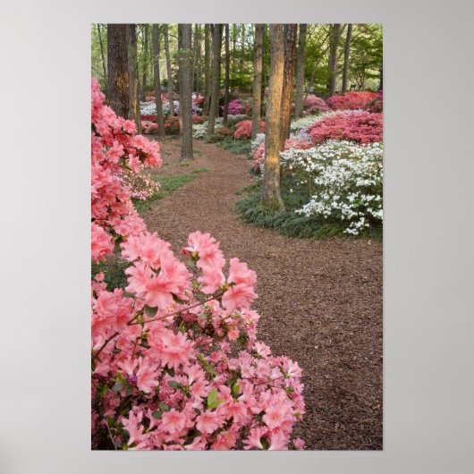 Poster USA, Georgia, Pine Mountain. A pathway through (Devant)