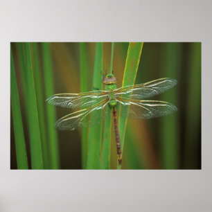 Poster USA, Géorgie. Dragonfly vert sur roseaux