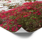 Poster USA, Géorgie, Pine Mountain. Une forêt de (Coin)