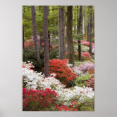 Poster USA, Géorgie, Pine Mountain. Une forêt de (Devant)