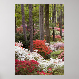 Poster USA, Géorgie, Pine Mountain. Une forêt de