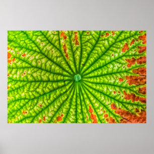 Poster USA, Géorgie, Savannah, Gros Plan De Lotus Leaf