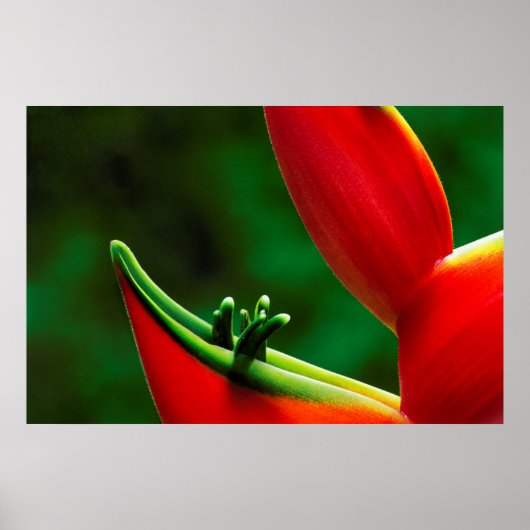 Poster USA, Hawaï, Hilo. Heliconia (Devant)