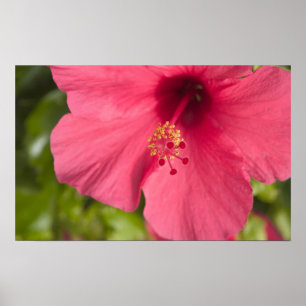 Poster USA, Hawaii, Kauai, Hibiscus