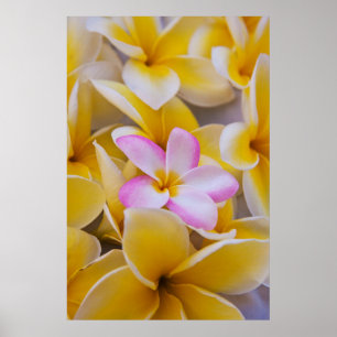 Poster USA, Hawaii, Oahu, Plumeria fleurs en fleurs 1