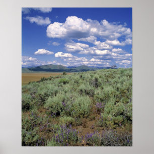 Poster USA, Idaho, Camas Co. Sagebrush et lupine