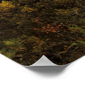 Poster USA, Kentucky. Forêt nationale Daniel Boone. (Coin)