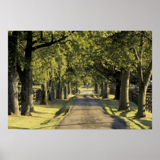 Poster USA, Kentucky, Lexington. allée bordée d'arbres (Devant)
