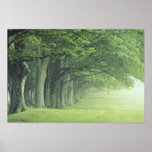 Poster USA, Kentucky. Ligne d'arbres au printemps
