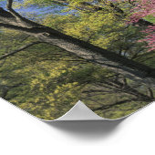 Poster USA, Kentucky, Louisville. Redbud oriental (Coin)