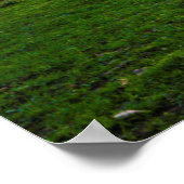 Poster USA, Lexington, Kentucky. Cheval solitaire au couc (Coin)