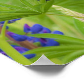 Poster USA, Maine, Parc national de l'Acadie. Champ (Coin)