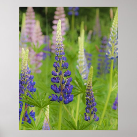 Poster USA, Maine, Parc national de l'Acadie. Champ (Devant)