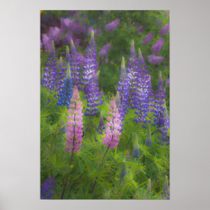 Poster USA, Maine, Southwest Harbour. Lupine florissante