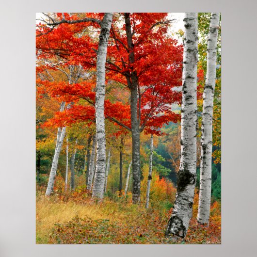Poster USA, Maine, Wyman Lake. Forêt De Birch (Devant)