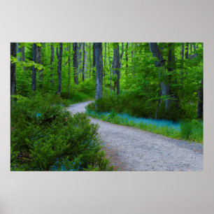 Poster USA, Michigan. Path Thru The Woods