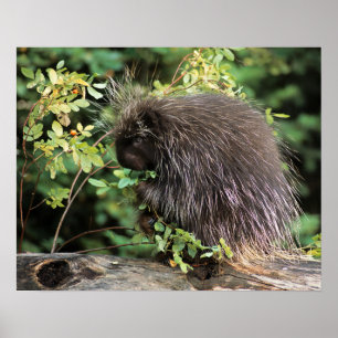 Poster USA, Montana, Kalispell. Porcupine et hanches rose