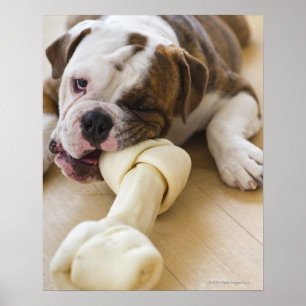 Poster USA, New Jersey, Jersey City, mignonne chiot 2