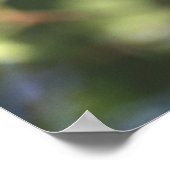 Poster USA, Oregon. Bluebird occidental mâle (Coin)