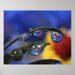 Poster USA, Oregon, Portland, Gros plan de coccinelle