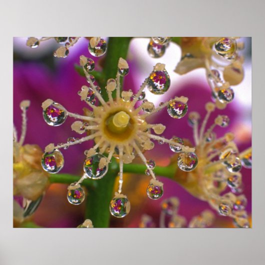 Poster USA, Oregon, Portland. Les fleurs de cosmos se ref (Devant)