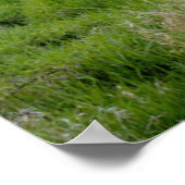 Poster USA, Oregon, Scio, pont Shimanek (Coin)