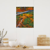 Poster USA, Oregon, Willamette National Forest (Cuisine)