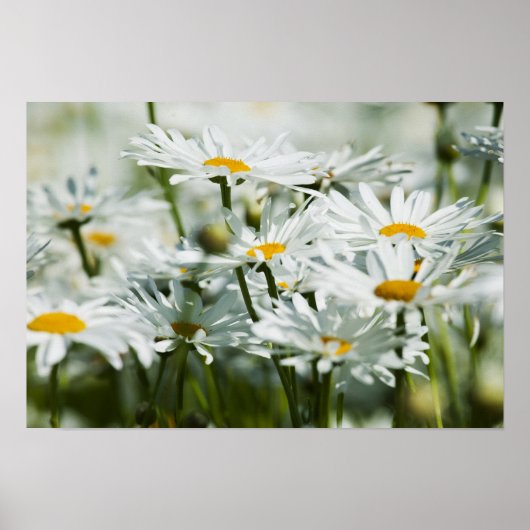 Poster USA, Oregon, Willamette Valley, Sélectif (Devant)