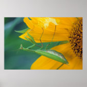 Poster USA, Pennsylvanie. Female praying (Devant)