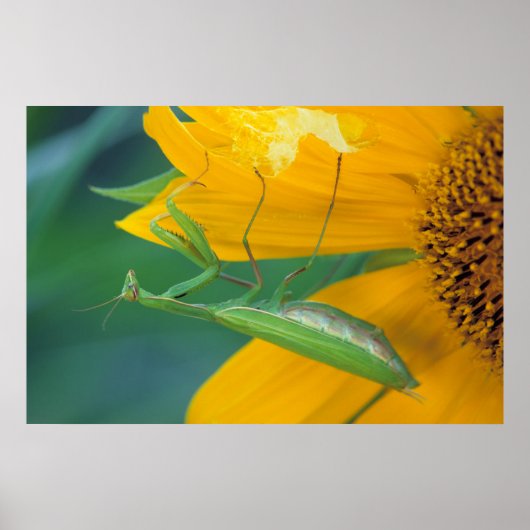 Poster USA, Pennsylvanie. Female praying (Devant)