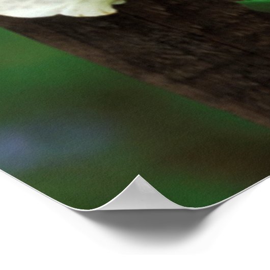 Poster USA, Pennsylvanie. Foxglove et delphinium (Coin)