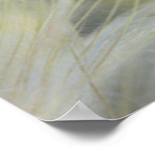 Poster USA, Pennsylvanie. Gros plan des semis de Dandelio (Coin)