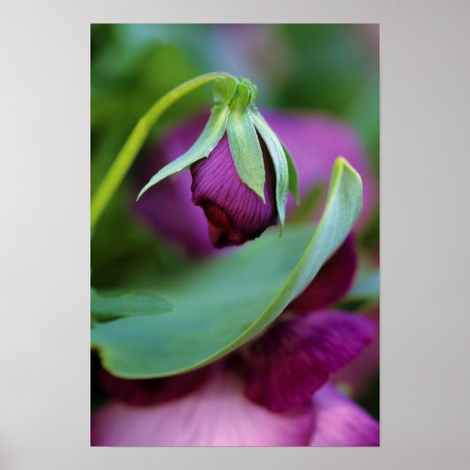Poster USA, Pennsylvanie. Ouverture du bourgeon de fleurs (Devant)