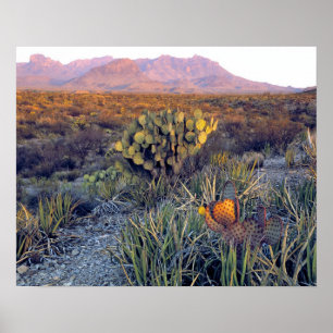 Poster USA, Texas, Big Bend NP. Un crépuscule rose sable
