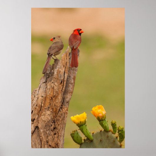 Poster USA, Texas, comté d'Hidalgo. Cardinal Pair (Devant)