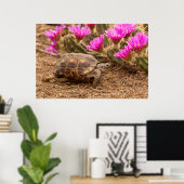 Poster USA, Texas, comté d'Hidalgo. Tortue (Bureau à domicile)