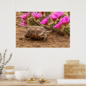 Poster USA, Texas, comté d'Hidalgo. Tortue (Cuisine)